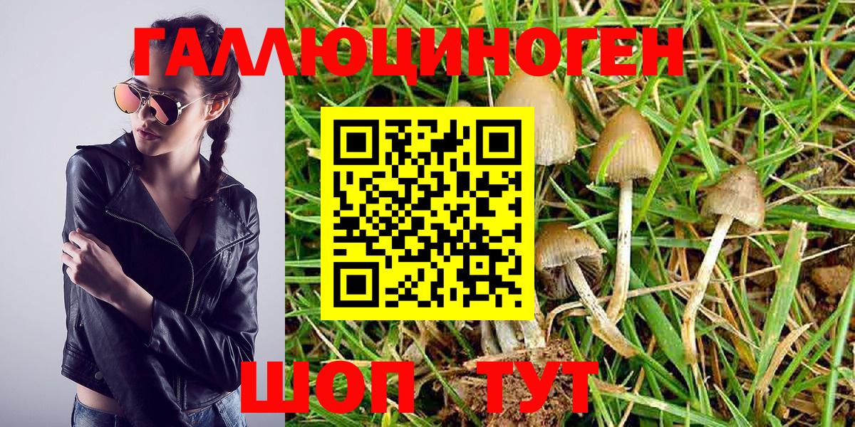 Псилоцибиновые грибы Psilocybe  Галлюциногенные грибы GOLDEN TEACHER  Вход с VPN  Кузнецк 